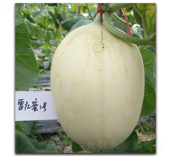 ѩ�t��һ̖-��Ƥ��ϷN��-�����N��