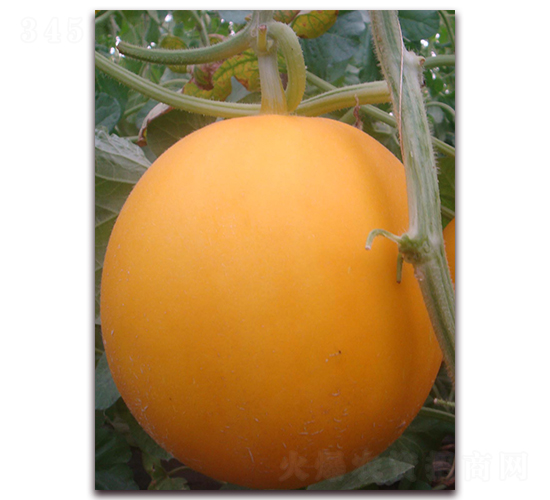 ���¼t����-��Ƥ��ϷN��-�����N��