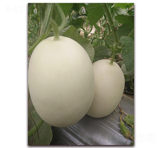 ����ʮ��-��Ƥ��ϷN��-�����N��