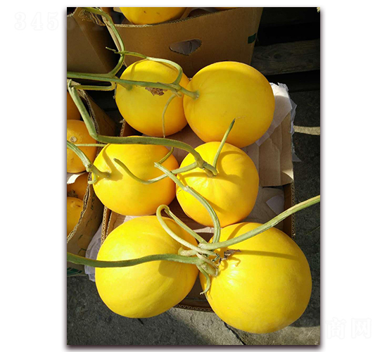 ���ی�-��Ƥ��ϷN��-�����N��