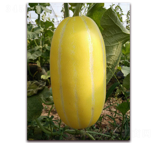 ��M�@-��Ƥ��ϷN��-�����N��