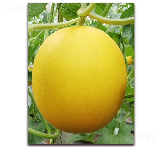 �t��-��Ƥ��ϷN��-�����N��