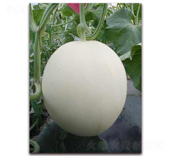 �OƷ�t��-��Ƥ��ϷN��-�����N��