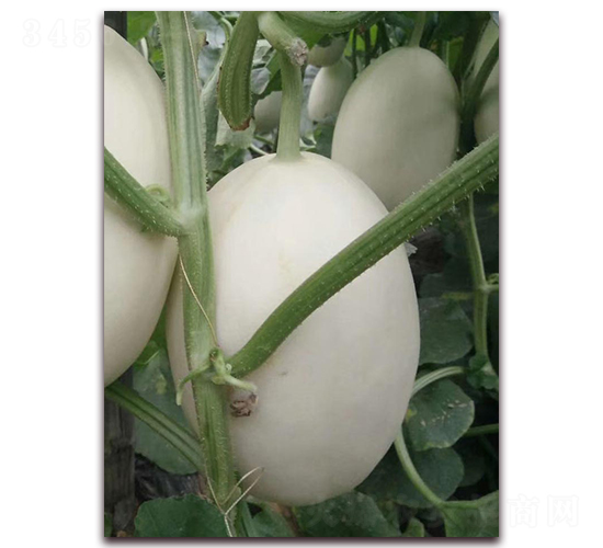 ����-��Ƥ��ϷN��-�����N��