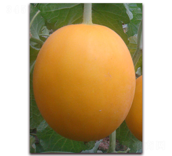 ���-��Ƥ��ϷN��-�����N��