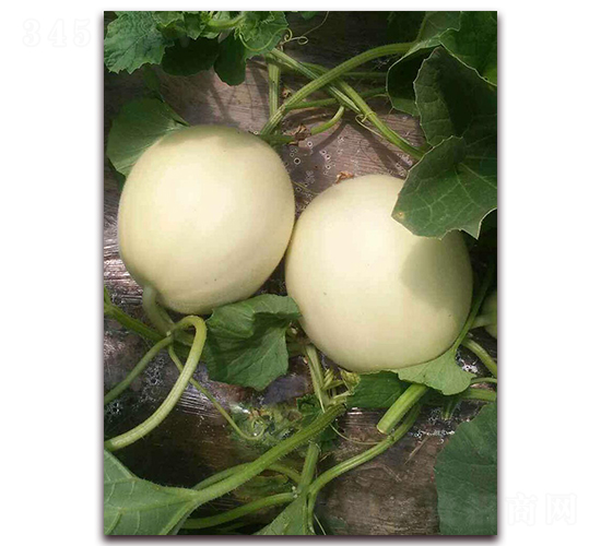 ��ѩ����-��Ƥ��ϷN��-�����N��