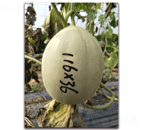 �����-��Ƥ��ϷN��-�����N��