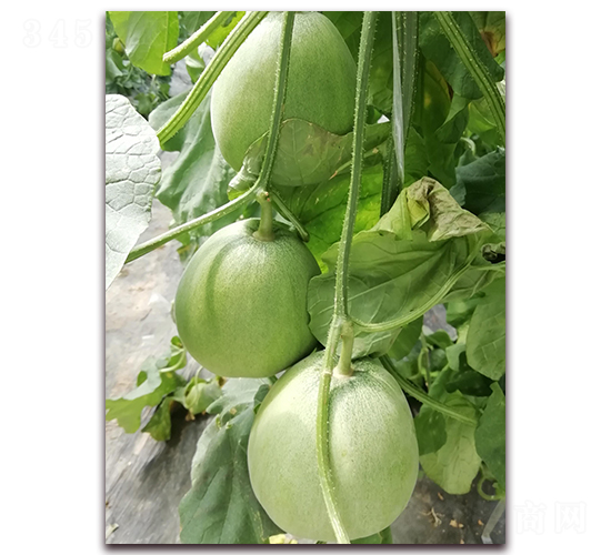 ī��-��Ƥ��ϷN��-�����N��