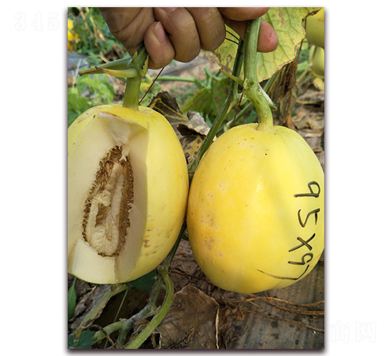 �����̖(h��o)-��Ƥ��ϷN��-�����N��