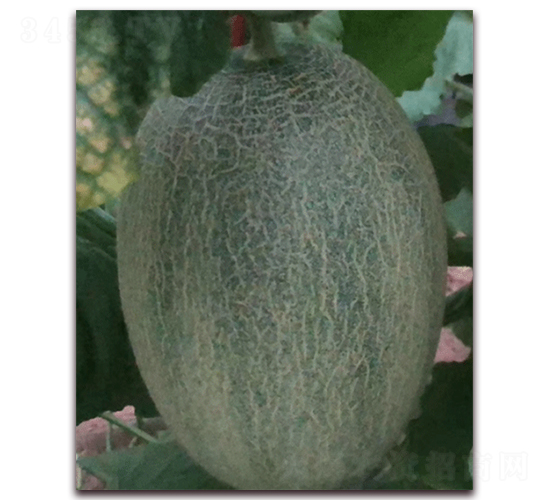 �ƾW(w��ng)���ʮ��-���ܹϷN��-�����N��