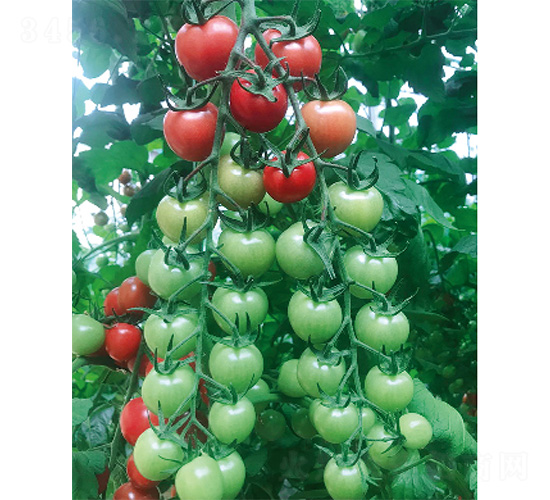 ��ؐ-���ѷN��-����