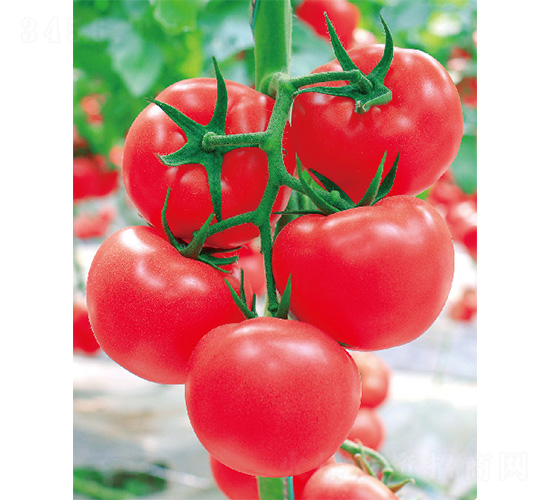 ����116-���ѷN��-����