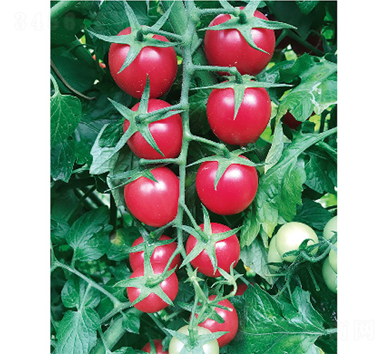 ��Ѷ�̖-���ѷN��-����