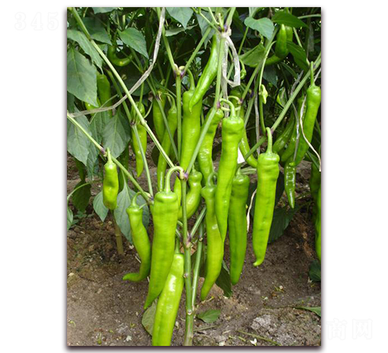 ������-�����N��-�����