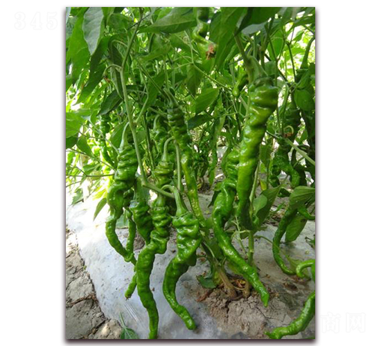 ����404-�����N��-�����