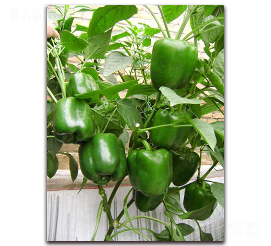 �P��-�����N��-�����