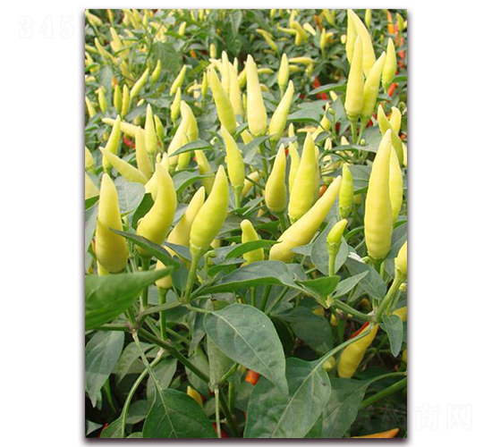 �׽�������-�����N��-�����