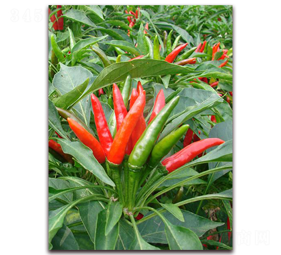 ���������̖-�����N��-�����