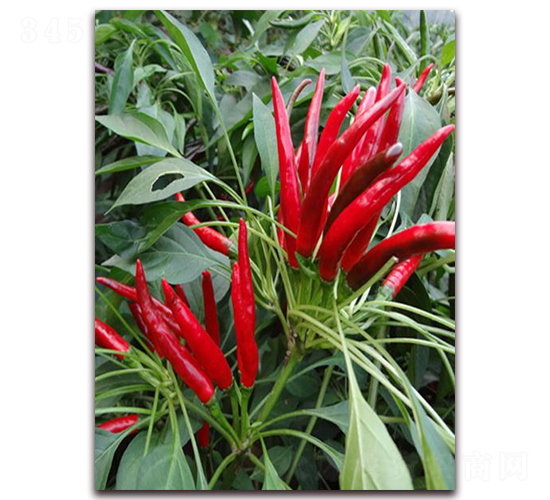 �G�t������-�����N��-�����