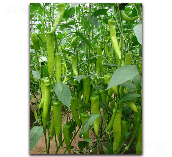 ��ţ�ǽ�-�����N��-�����