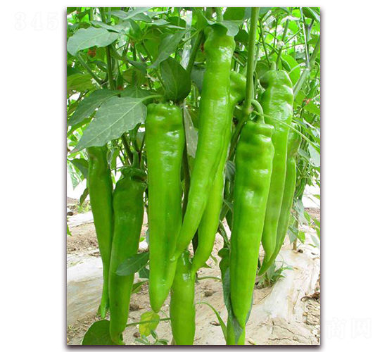 ����968-�����N��-�����