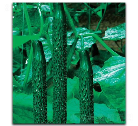 �½�11̖-�S�ϷN��-�����o�N��