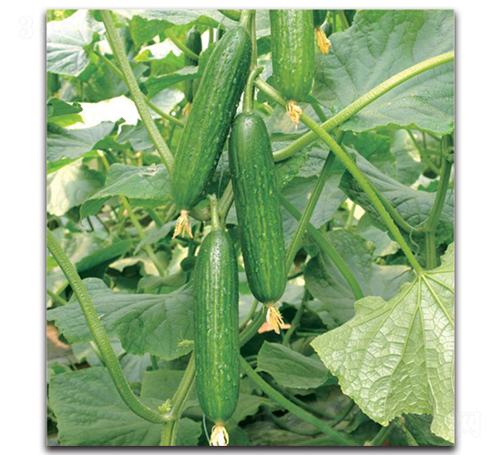 �G��-�S�ϷN��-�����o�N��