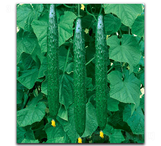 S45-�S�ϷN��-�����o(j��)�N��