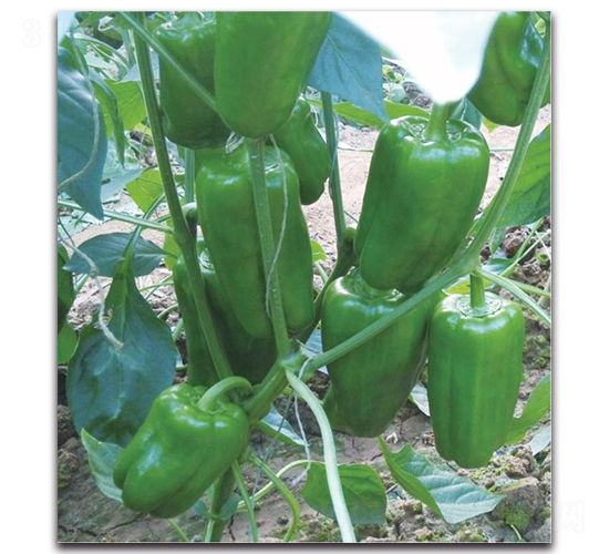 ̫�ս�3̖-�����N��-�����o(j��)�N��