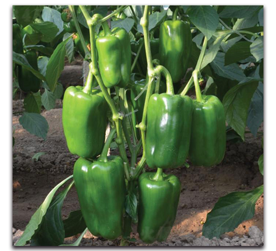 ̫�ս�2017-�����N��-�����o�N��