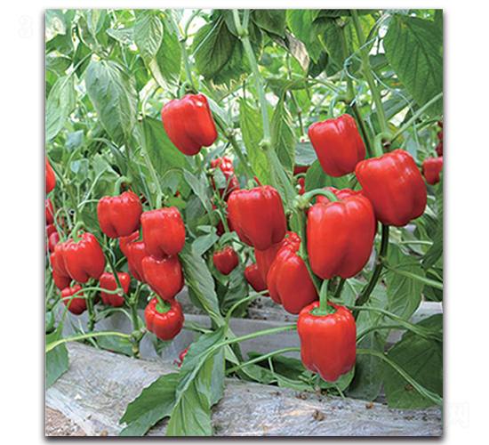 ���o(j��)��1463-�����N��-�����o(j��)�N��