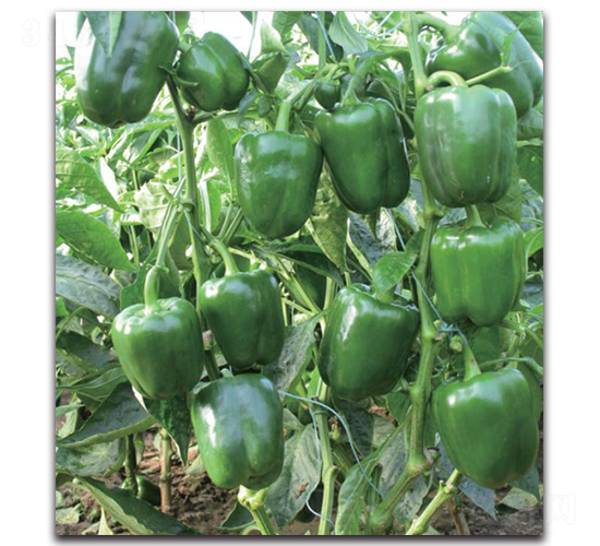 ���o�l(f��)-�����N��-�����o�N��