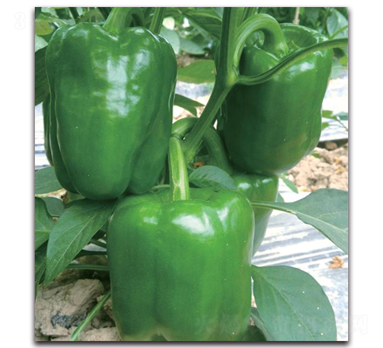 SP1406-�����N��-�����o�N��