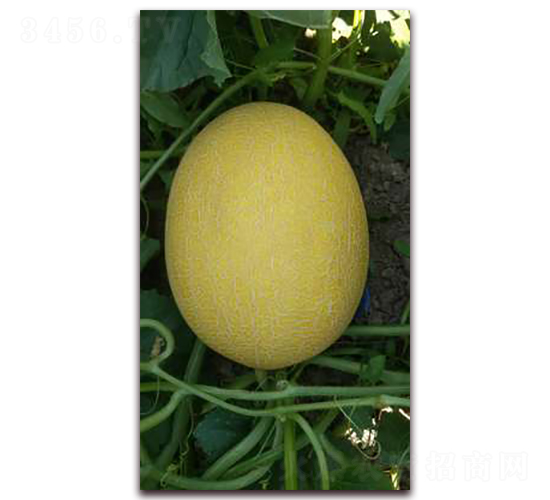 ��Ʒ25-��ϷN��-�F���N�I(y��)