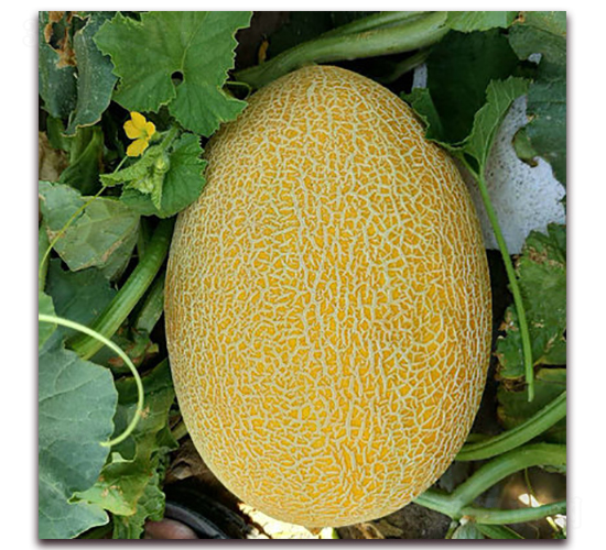 ����ʮ��̖(h��o)-��ϷN��-�F(xi��n)���N�I(y��)