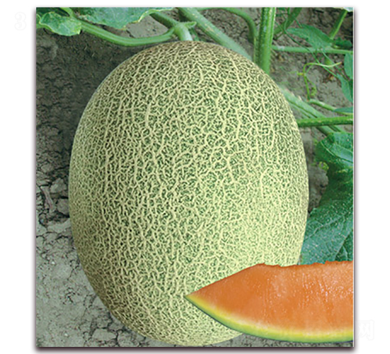 ���@25-��ϷN��-����