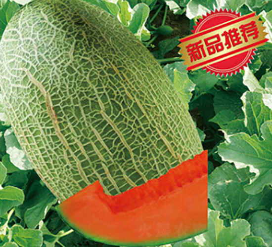 �������x-��ϷN��-����