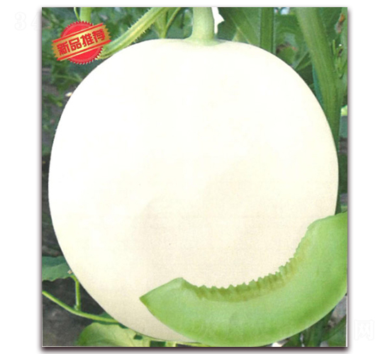 ����-��ϷN��-����