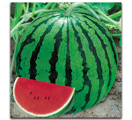 ���84-24-���ϷN��-����