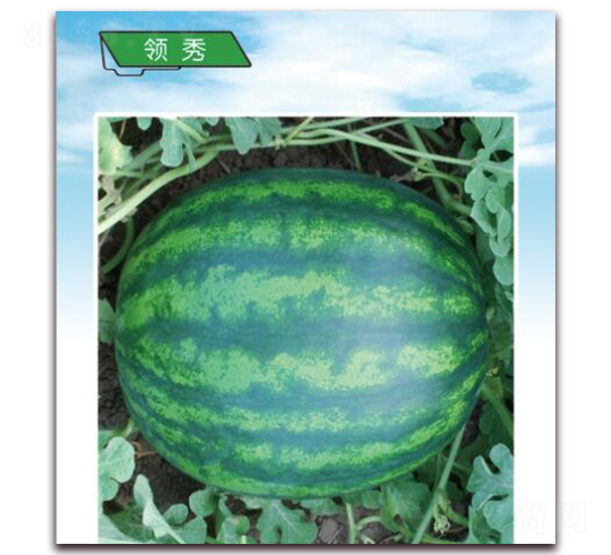 �I��-���ϷN��-����