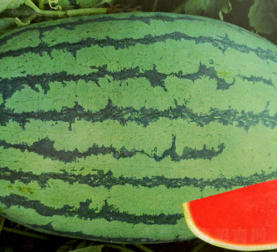 ���S��̖-���ϷN��-����