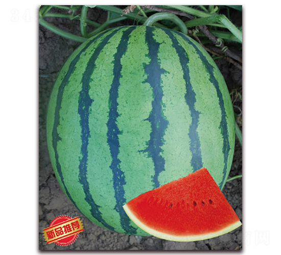 ��������-���ϷN��-����