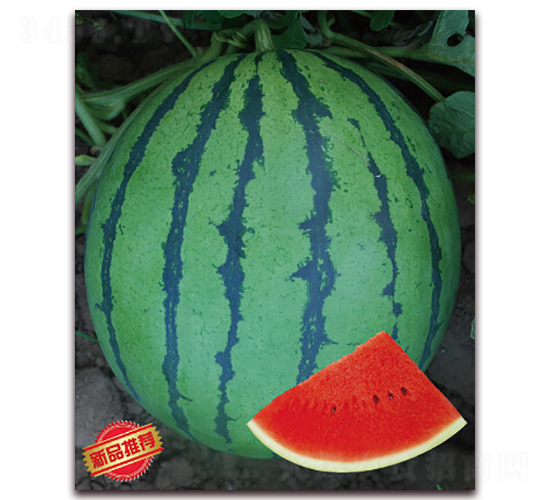 �������-���ϷN��-����