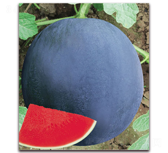 �ڟo(w��)��8̖(h��o)-���ϷN��-����