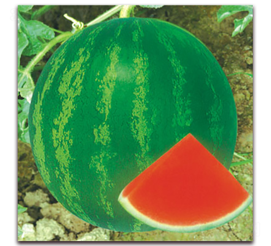 �䌚-���ϷN��-����