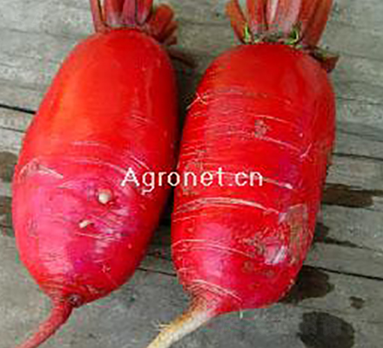 ���x�ļ��M(m��n)���t�}��-�}���N��-�d�G�N��