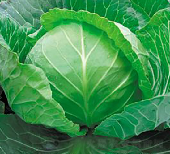 �A��-���{�N��-�d�G�N��