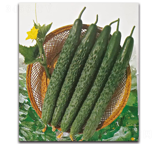 ����6̖-�S�ϷN��-��ľ�N��