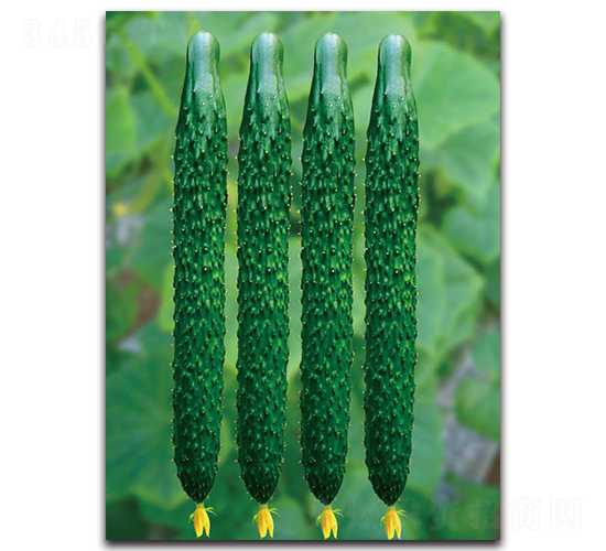 ����5̖-�S�ϷN��-��ľ�N��