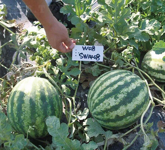 �H��5̖-���ϷN��-��ľ�N��